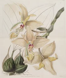 Stanhopea × quadricornis Lindl. (1838)